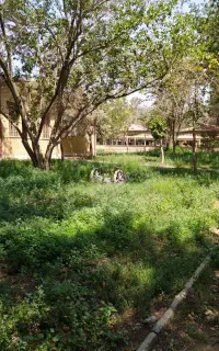 علف تازه برای دام