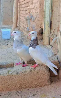 کبوتر طوقی