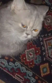 توله گربه