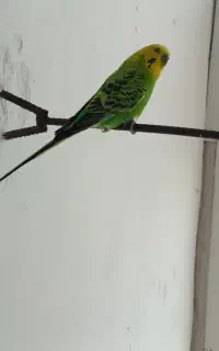یک جفت پرنده قفسی زیبا