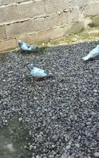 کبوتر