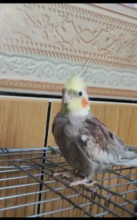 عروس هلندی خاکستری رنگ گم شده