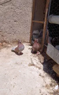 راعبی سرخ