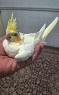 جوجه عروس سرلاکی