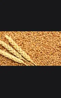 گندم برای کبوتر ومرغ
