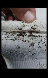 سم پاشی سمپاشی ساس سوسک تضمینی  برای همیشه