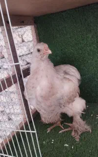 جوجه مرغ و خروس برهما و رسمی