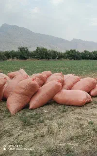 یونجه