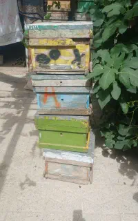 کندو خالی