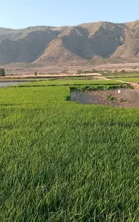 ۵۰۰ متر نشا چلتوک آماده به بکاری