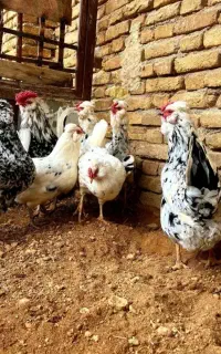 شراکت در پرورش مرغ محلی