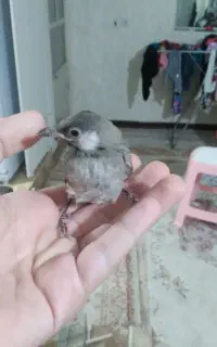 جوجه سهره