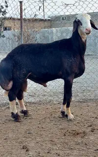 بره قوچ