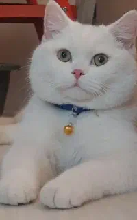 گربه پرشین،نر