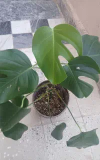 گل های آپارتمانی