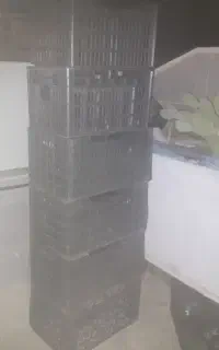 سبد موزی  سالم