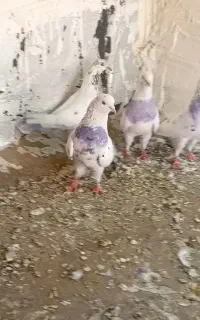 کبوتر گم شده در صحنه