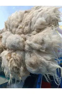 پشم گوسفندی