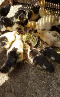 اردک اسرایبلی یک ماه