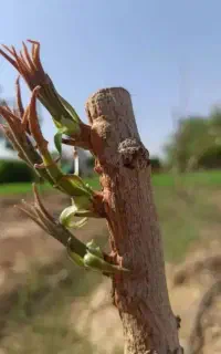 پیوند زنی درخت پسته