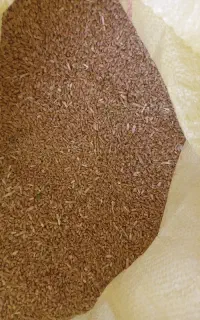 گندم تمیز