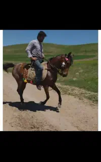 اسب مادیان