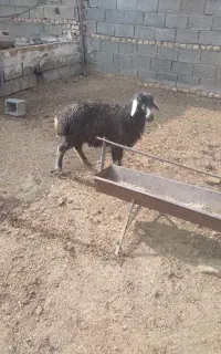 بره نر سبک