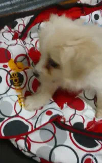 واگذاری توله ازشیر گرفته