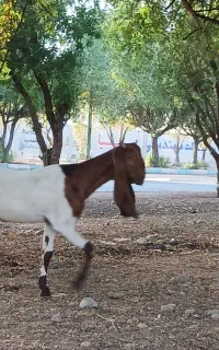 چپش ماده