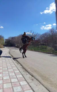اسب‌کرد‌‌نریان‌