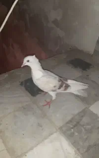 فانتوم سالم