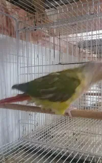 گرینچیک نر معاوضه