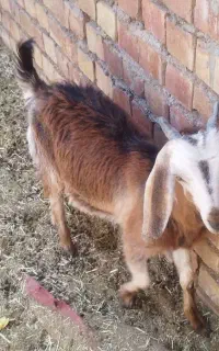 تعدادی بزوکره