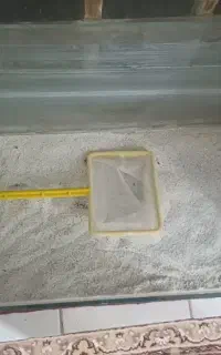 اکواریوم با شن نرم و ماهی گیر