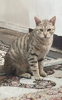 گربه