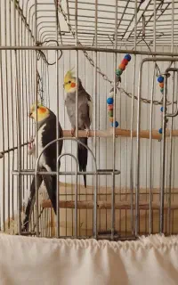 عروس هلندی همراه قفس