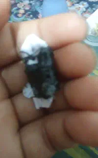 دعاه نویسنده