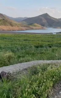 فروش گندم دیمی