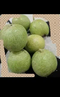 چیدن گردو