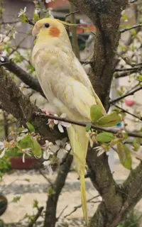 عروس هلندی گمشده