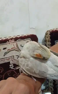 عروس هلندی