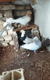 کفتر کله طوقی