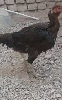 مرغ خانگی