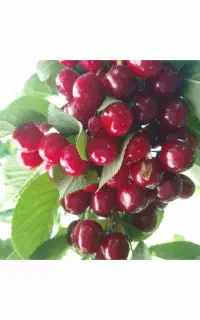 فروش آلبالو پیوندیو مجلسی درجه ۱