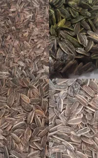 تخمه سنقری تازه
