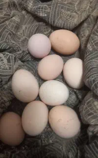 تخم مرغ لاری نژاد دار  نطفه دار.