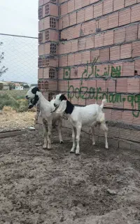 بزغاله ماده