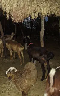 بره کاوه و غوچ چینی