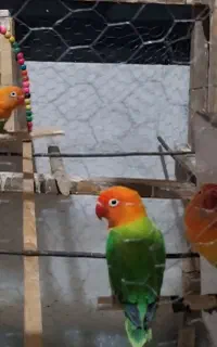 ۳تا هست یک نر دو ماده هردو ماده رو تخم نشسته