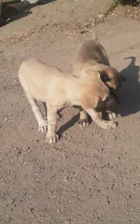 دوعدد توله پژدر نرو ماده